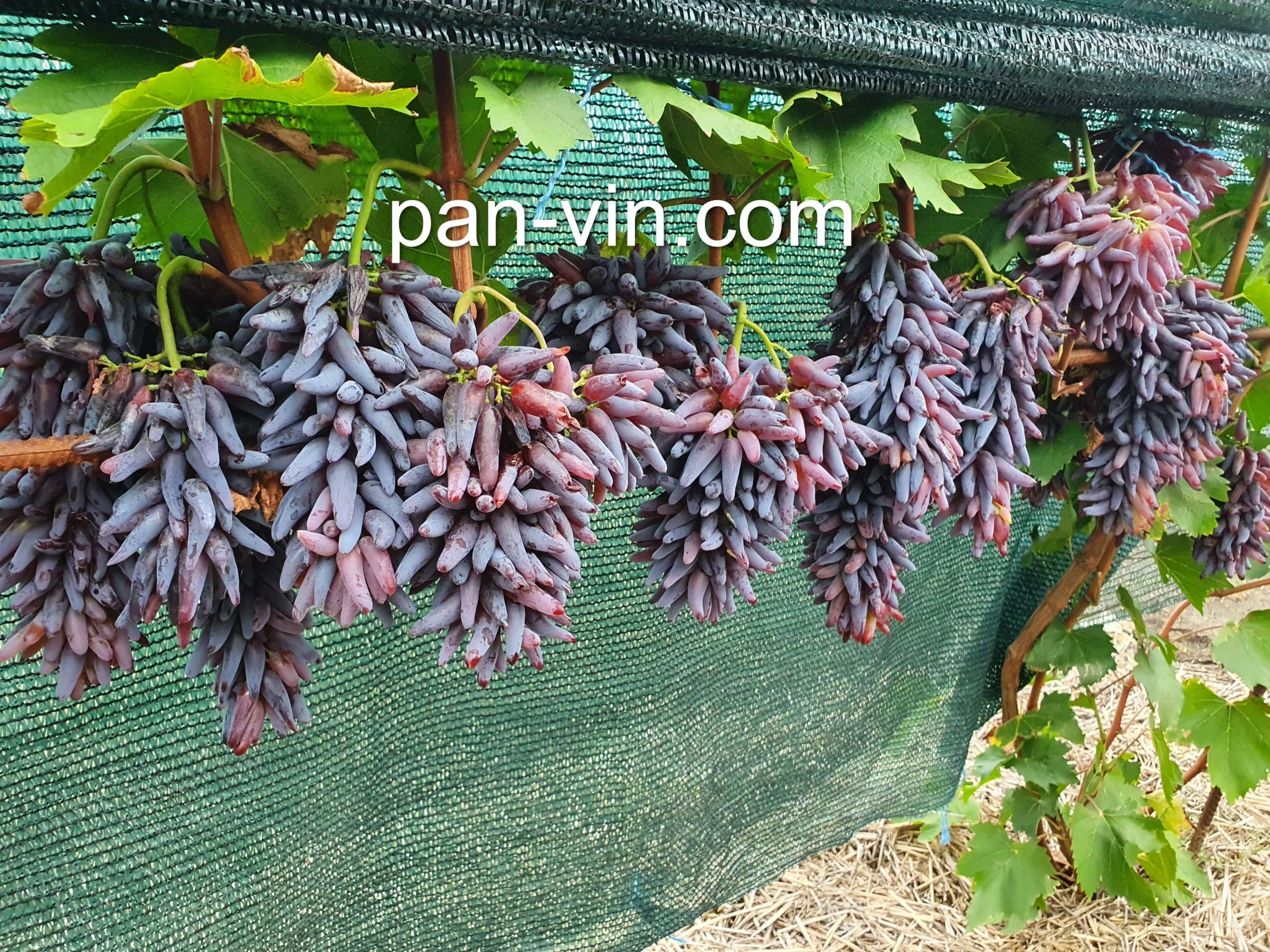 witch fingers grapes plants