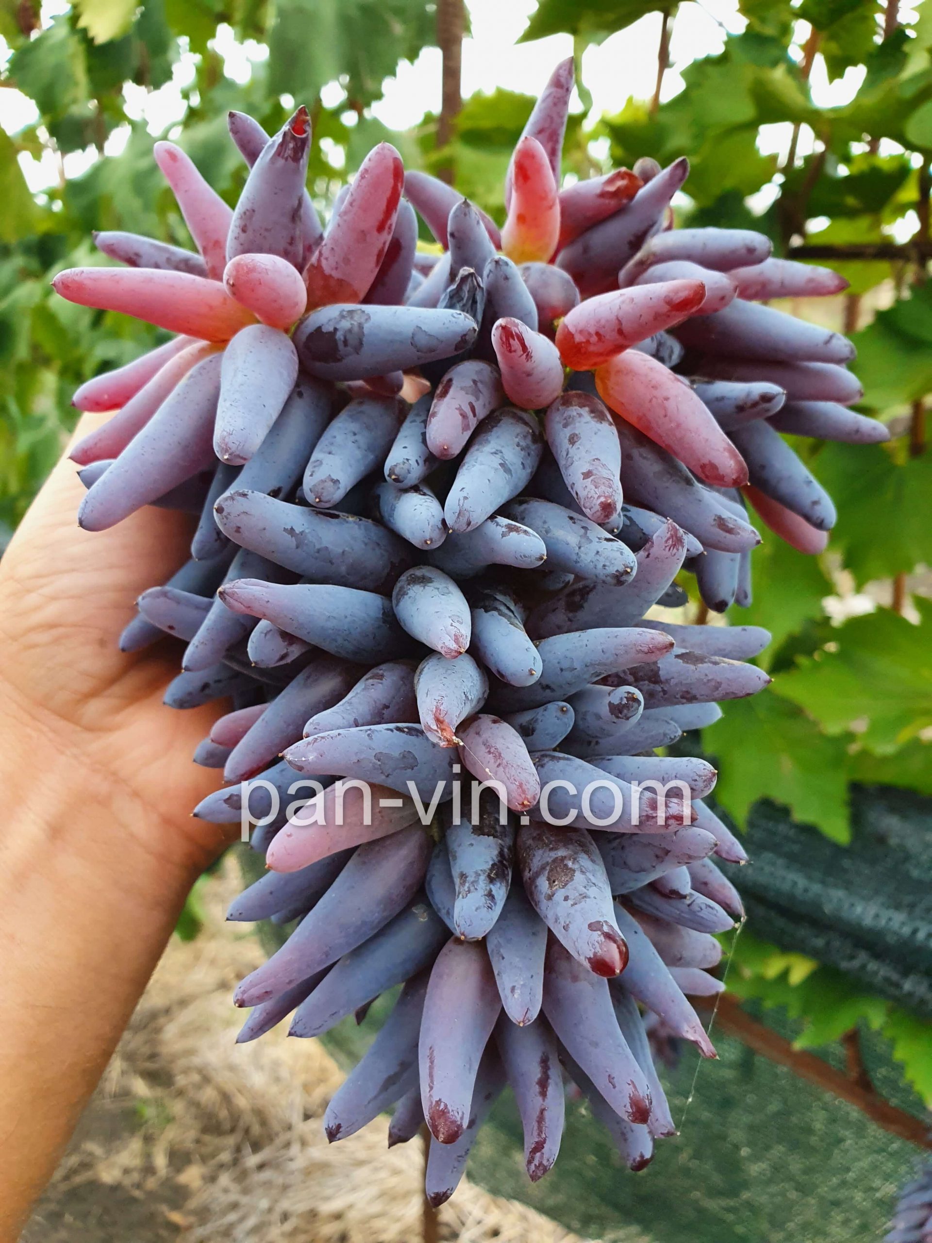 witch fingers grapes plants