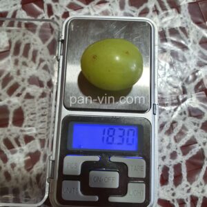 Кишмиш Титан — pan-vin.com